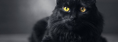 17 ноября — День черных кошек!